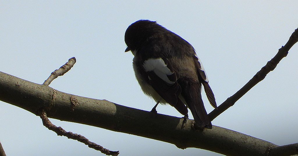 Muchołówka żałobna (Ficedula hypoleuca)