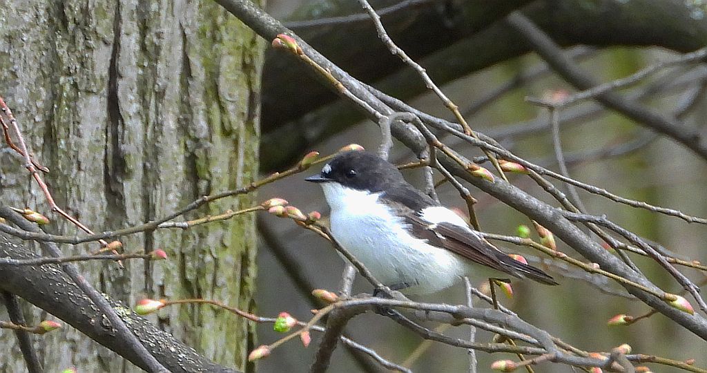 Muchołówka żałobna (Ficedula hypoleuca)
