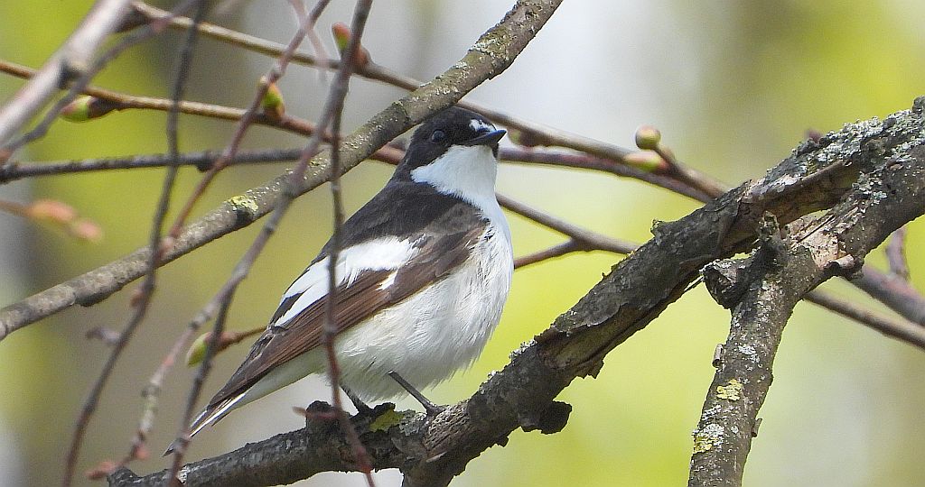 Muchołówka żałobna (Ficedula hypoleuca)