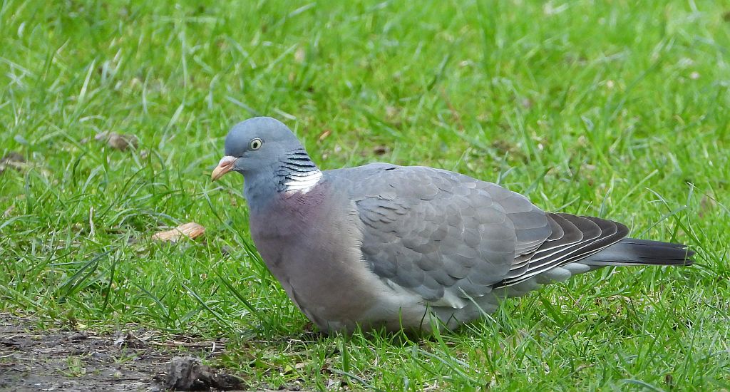 Grzywacz, gołąb grzywacz (Columba palumbus)