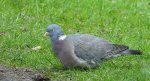 Grzywacz, gołąb grzywacz (Columba palumbus)