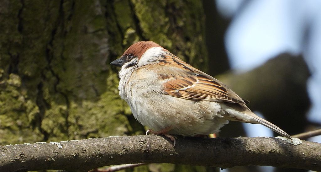 Mazurek (Passer montanus)