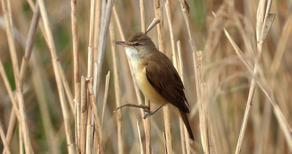 Trzciniak zwyczajny, trzciniak, trzciniak drozdówka (Acrocephalus arundinaceus)
