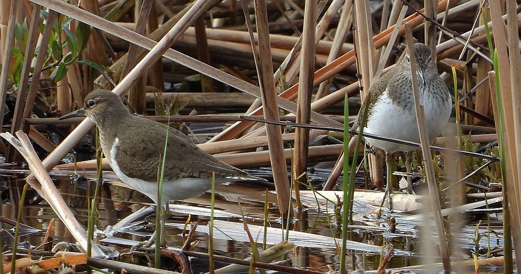 Brodziec piskliwy, brodziec krzykliwy, kuliczek piskliwy, piskliwiec (Actitis hypoleucos)