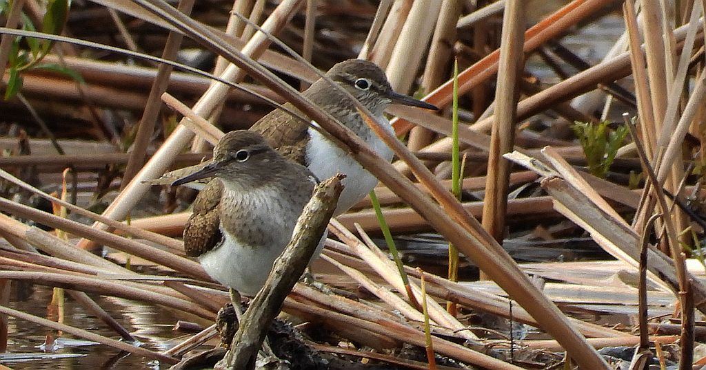 Brodziec piskliwy, brodziec krzykliwy, kuliczek piskliwy, piskliwiec (Actitis hypoleucos)