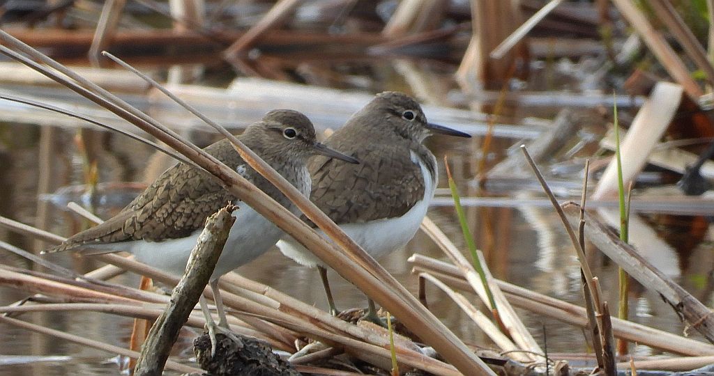 Brodziec piskliwy, brodziec krzykliwy, kuliczek piskliwy, piskliwiec (Actitis hypoleucos)