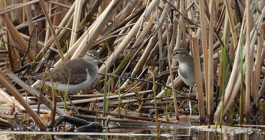 Brodziec piskliwy, brodziec krzykliwy, kuliczek piskliwy, piskliwiec (Actitis hypoleucos)