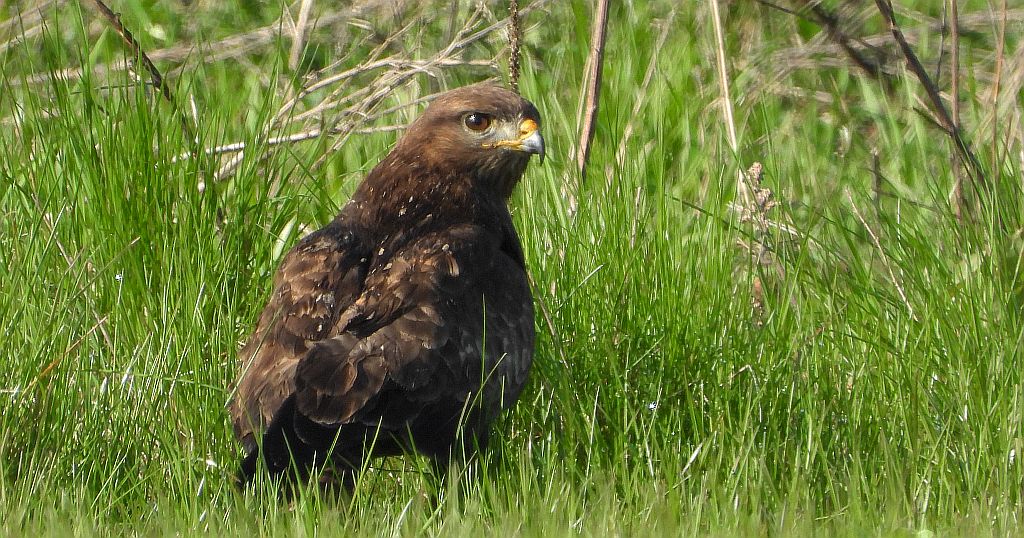 Myszołów zwyczajny, myszołów (Buteo buteo)