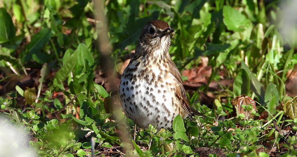 Drozd śpiewak, śpiewak (Turdus philomelos)