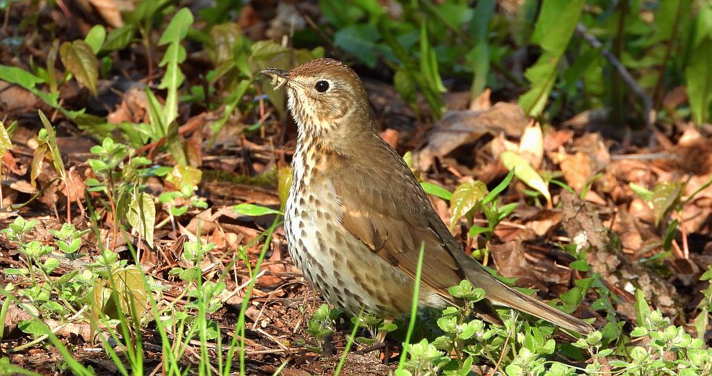 Drozd śpiewak, śpiewak (Turdus philomelos)
