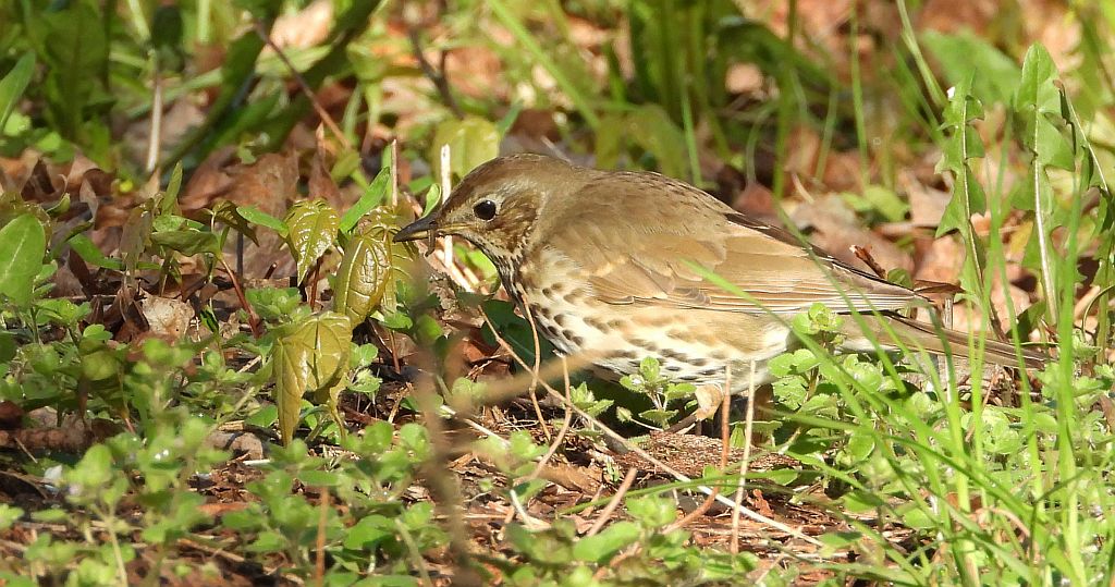 Drozd śpiewak, śpiewak (Turdus philomelos)