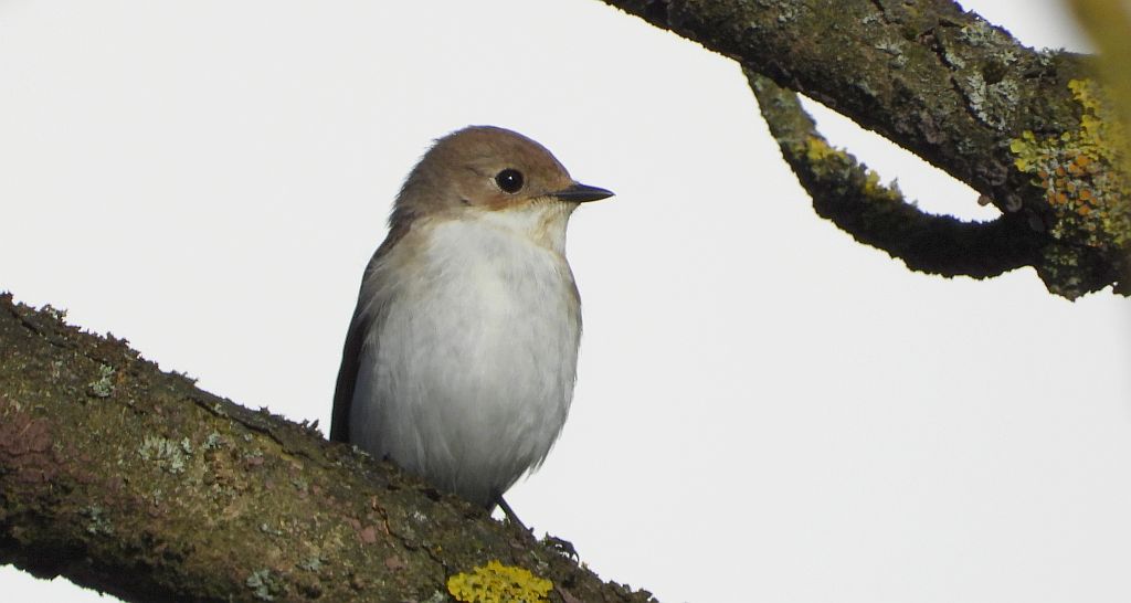 Muchołówka żałobna (Ficedula hypoleuca)