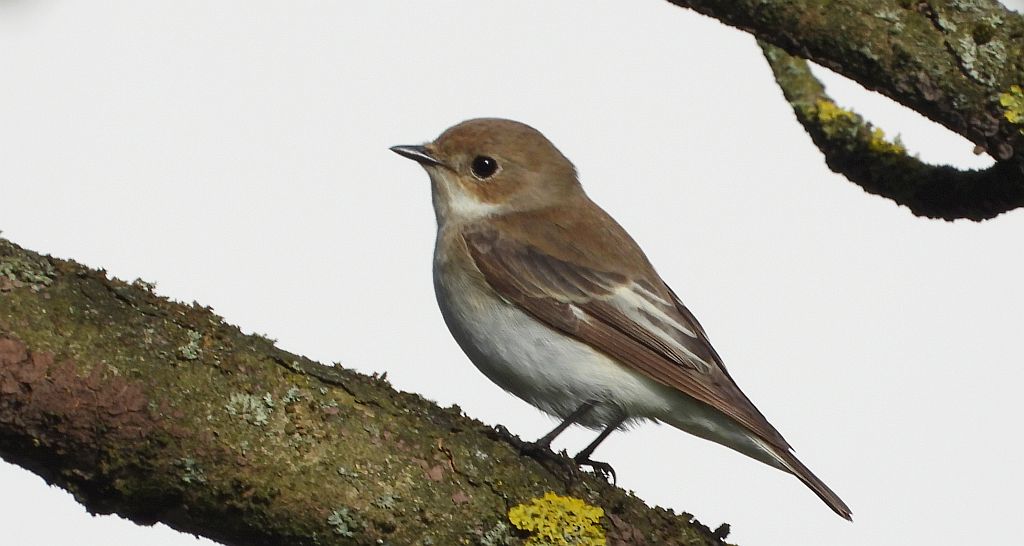 Muchołówka żałobna (Ficedula hypoleuca)