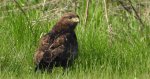 Myszołów zwyczajny, myszołów (Buteo buteo)