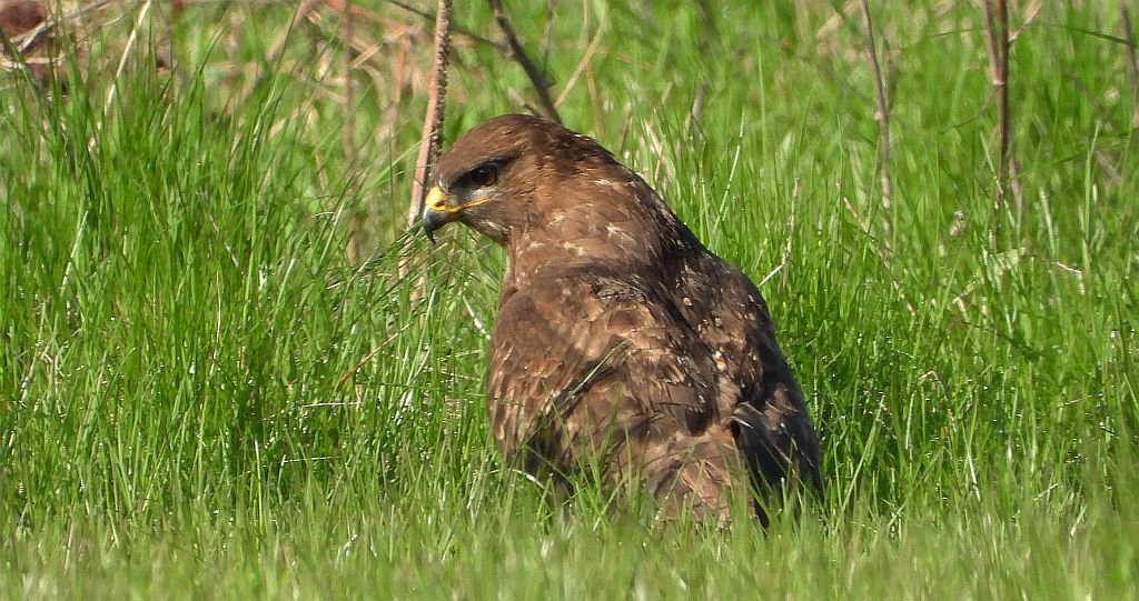 Myszołów zwyczajny, myszołów (Buteo buteo)