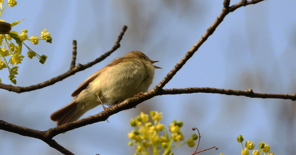 Piecuszek (Phylloscopus trochilus)