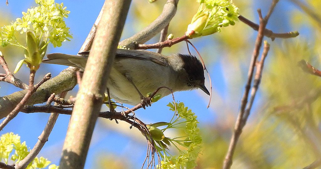 Kapturka, pokrzewka czarnołbista, pokrzewka czarnogłowa (Sylvia atricapilla)