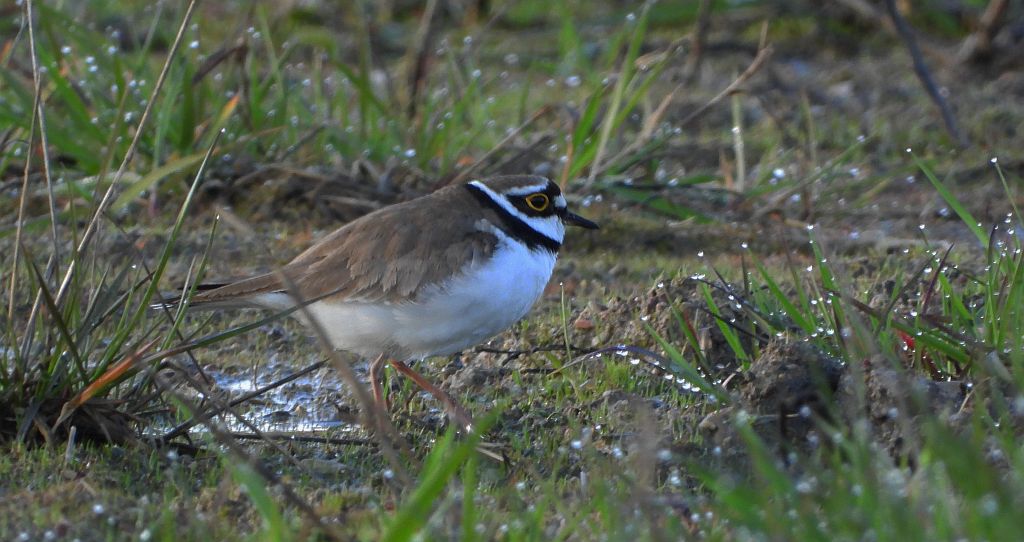 Sieweczka rzeczna (Charadrius dubius)