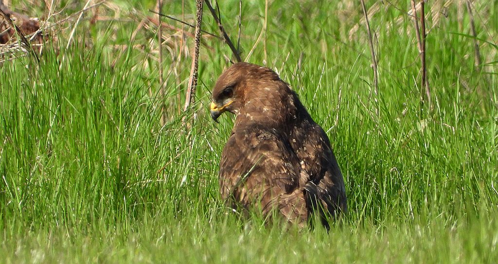 Myszołów zwyczajny, myszołów (Buteo buteo)