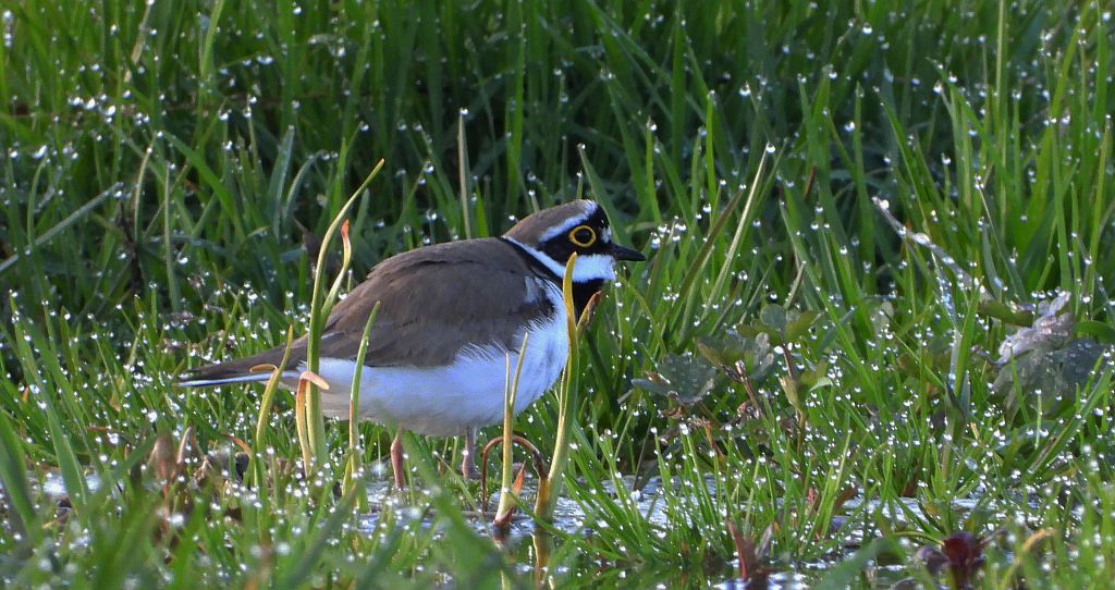 Sieweczka rzeczna (Charadrius dubius)