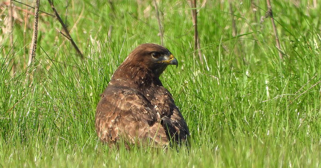 Myszołów zwyczajny, myszołów (Buteo buteo)