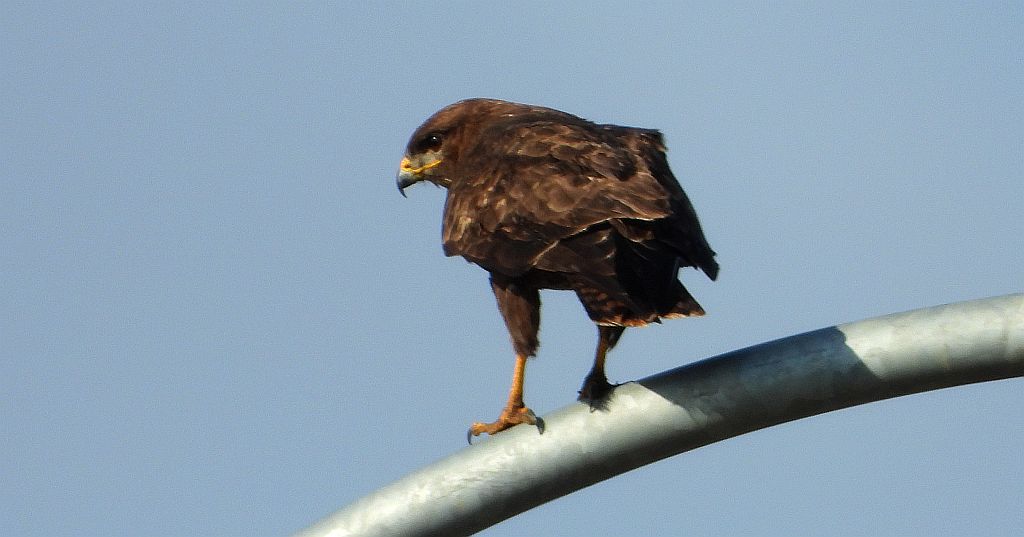 Myszołów zwyczajny, myszołów (Buteo buteo)