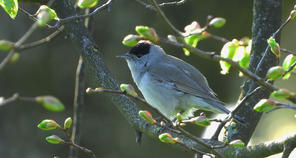 Kapturka, pokrzewka czarnołbista, pokrzewka czarnogłowa (Sylvia atricapilla)