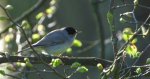 Kapturka, pokrzewka czarnołbista, pokrzewka czarnogłowa (Sylvia atricapilla)