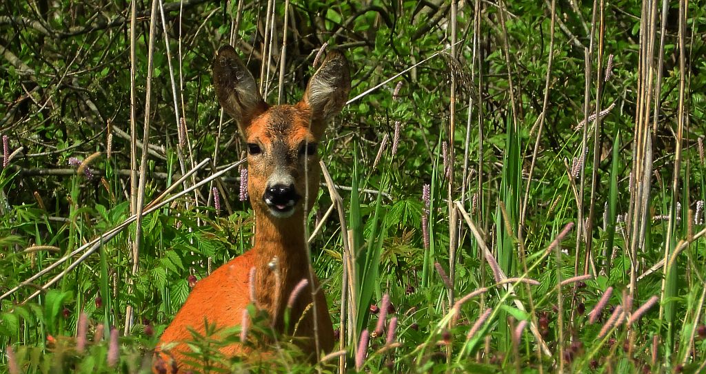 Sarna europejska (Capreolus capreolus)