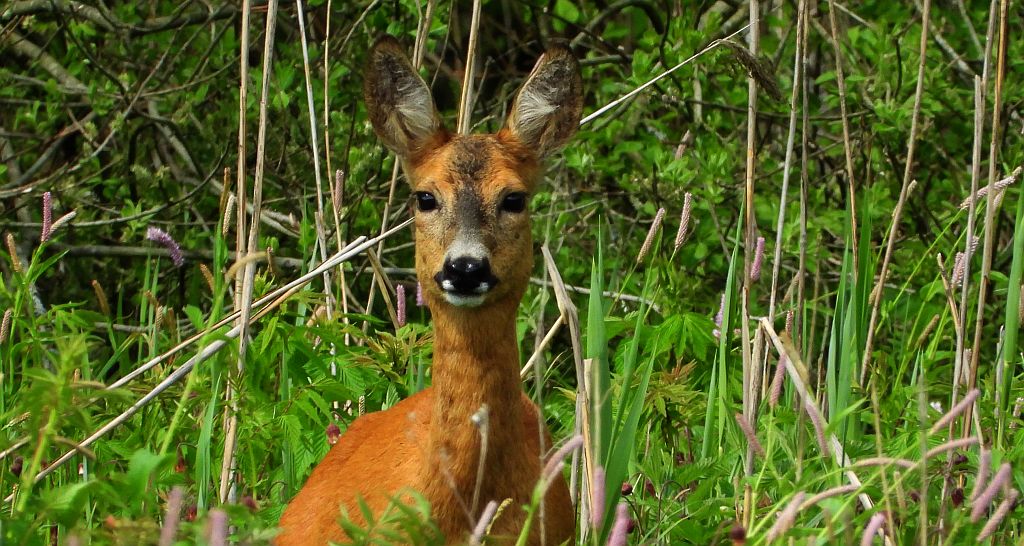 Sarna europejska (Capreolus capreolus)