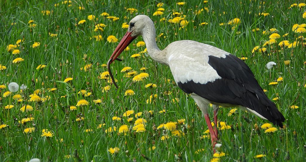 Bocian biały (Ciconia ciconia) i padalec zwyczajny (Anguis fragilis)