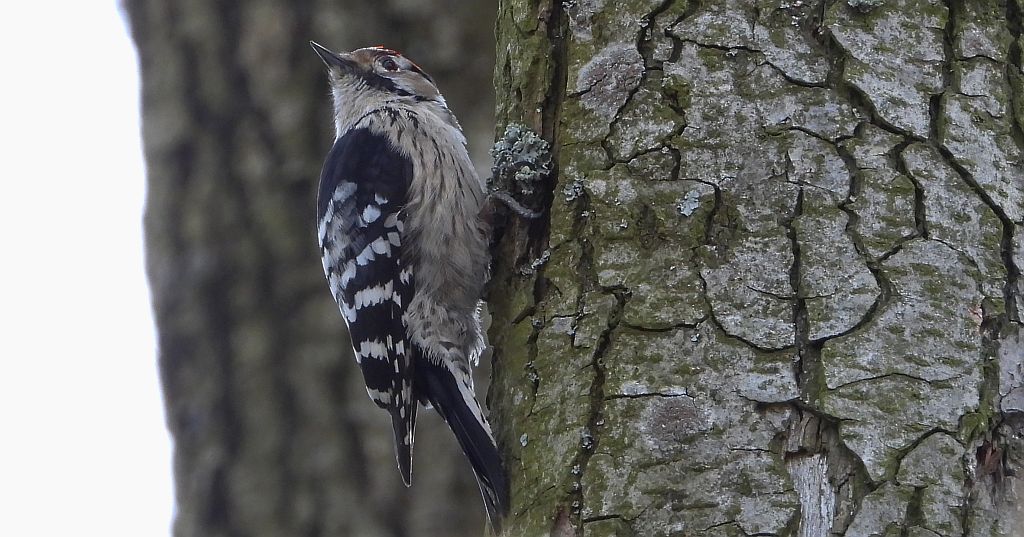 Dzięciołek, dzięcioł mały (Dryobates minor)