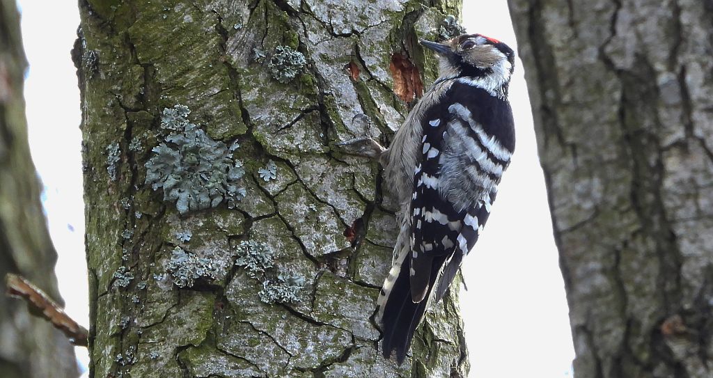 Dzięciołek, dzięcioł mały (Dryobates minor)