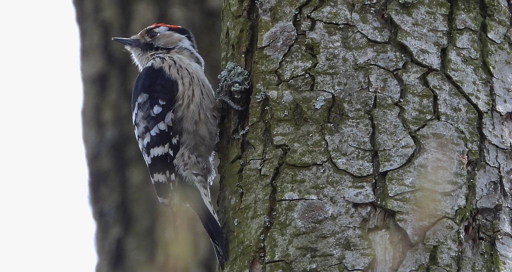 Dzięciołek, dzięcioł mały (Dryobates minor)
