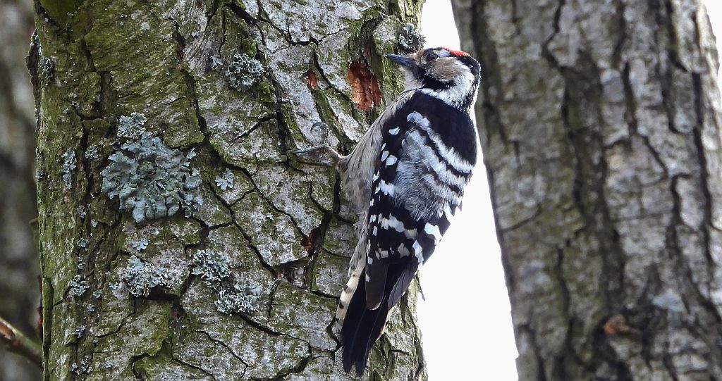 Dzięciołek, dzięcioł mały (Dryobates minor)