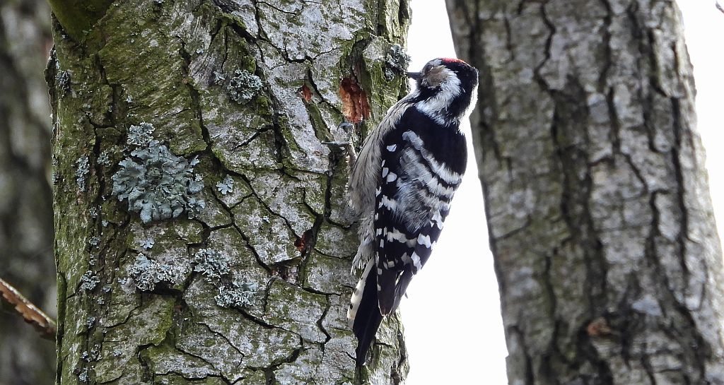 Dzięciołek, dzięcioł mały (Dryobates minor)