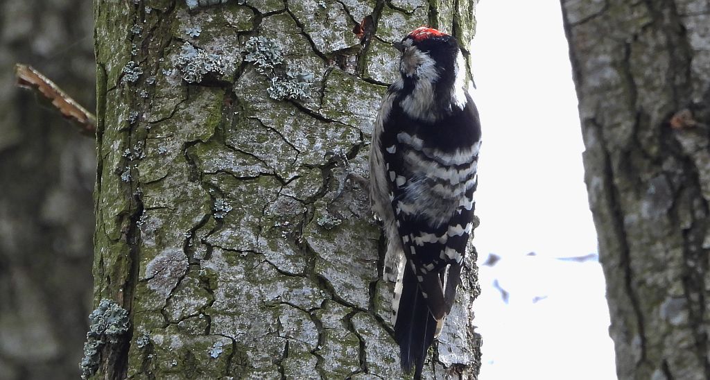 Dzięciołek, dzięcioł mały (Dryobates minor)