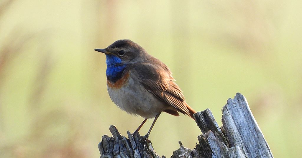 Podróżniczek (Luscinia svecica)