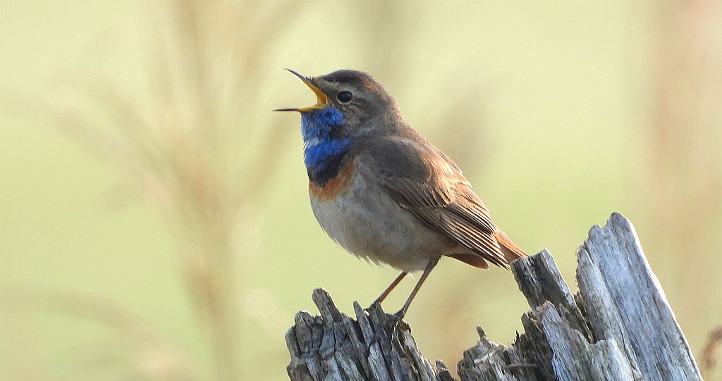 Podróżniczek (Luscinia svecica)