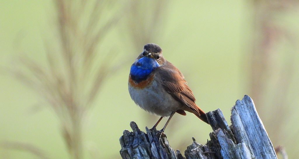 Podróżniczek (Luscinia svecica)