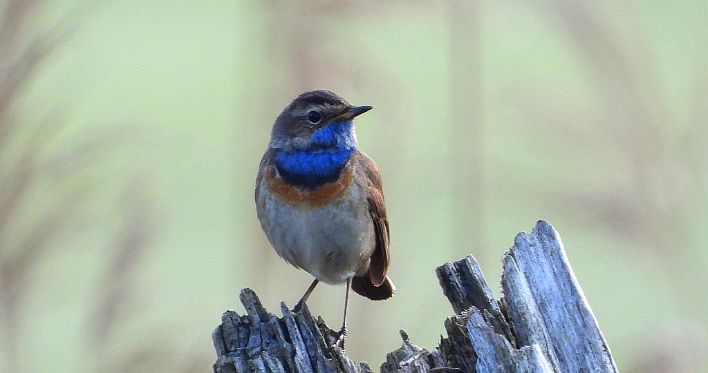 Podróżniczek (Luscinia svecica)