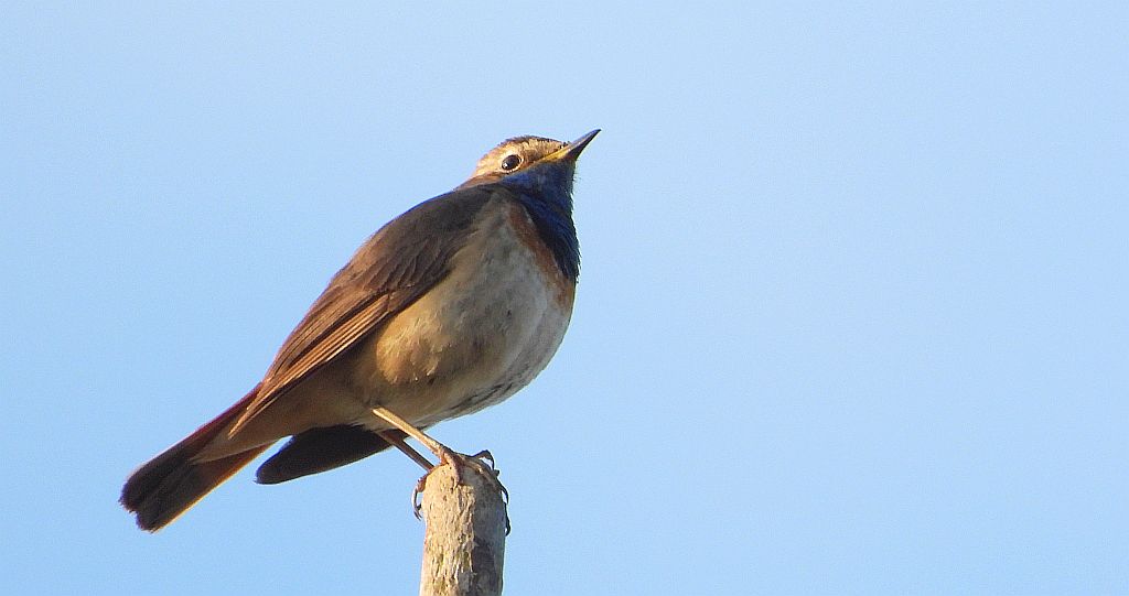 Podróżniczek (Luscinia svecica)