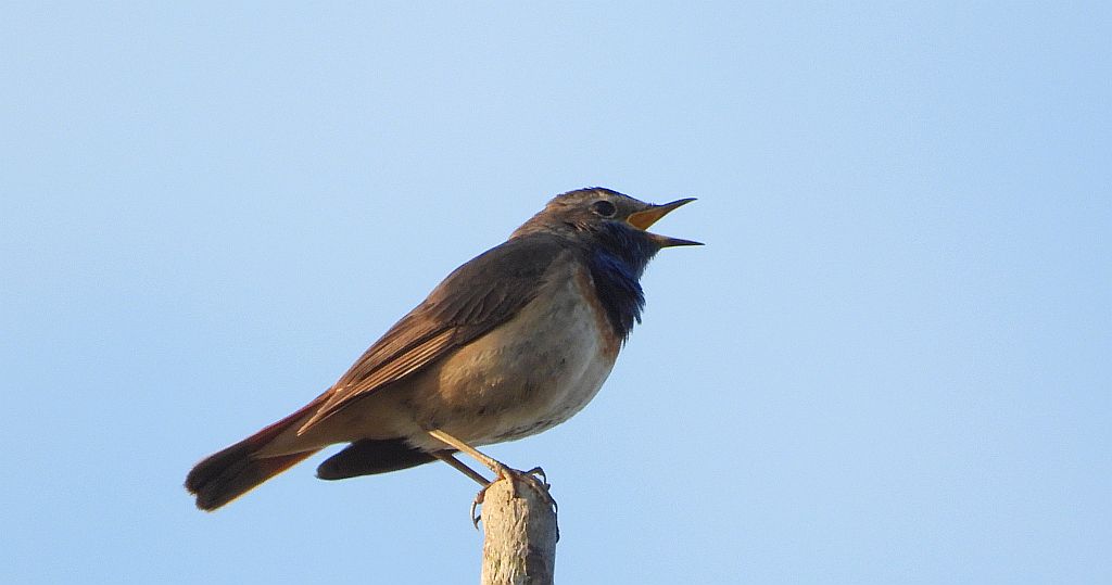 Podróżniczek (Luscinia svecica)