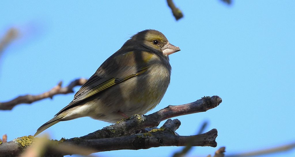 Dzwoniec zwyczajny, dzwoniec (Chloris chloris)