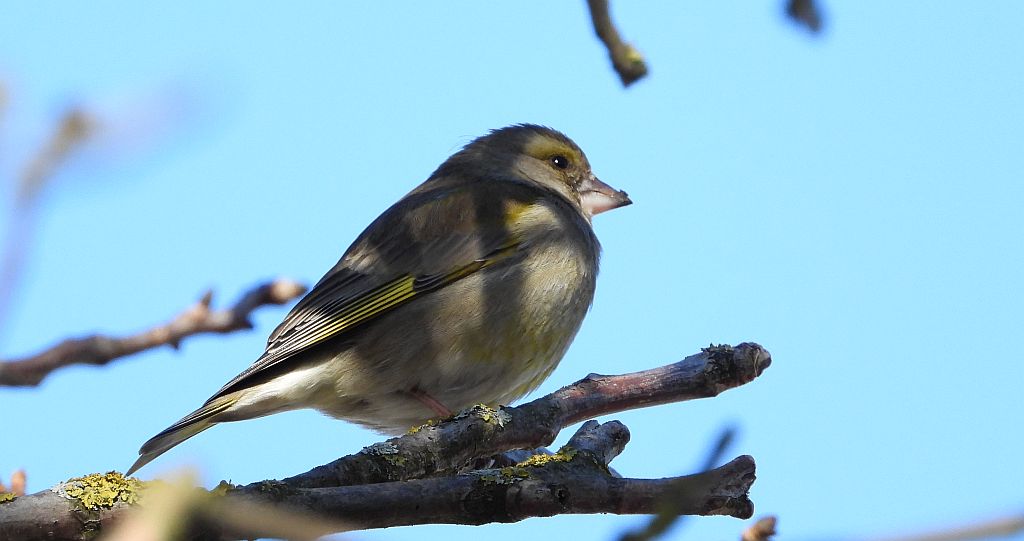 Dzwoniec zwyczajny, dzwoniec (Chloris chloris)