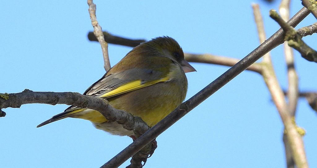 Dzwoniec zwyczajny, dzwoniec (Chloris chloris)