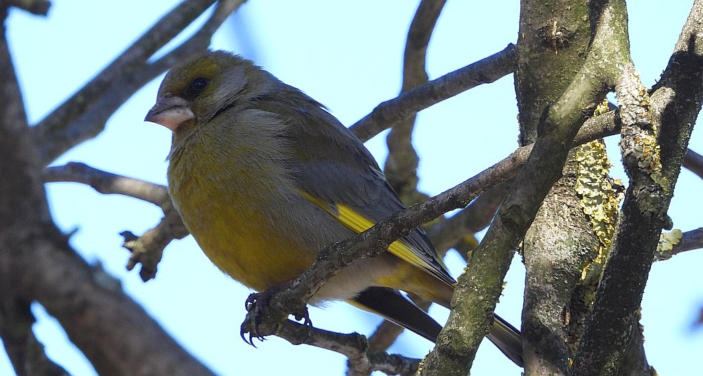 Dzwoniec zwyczajny, dzwoniec (Chloris chloris)