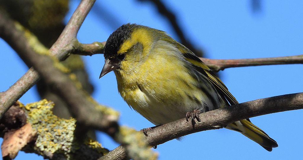 Czyż zwyczajny, czyż pospolity, czyżyk (Spinus spinus)