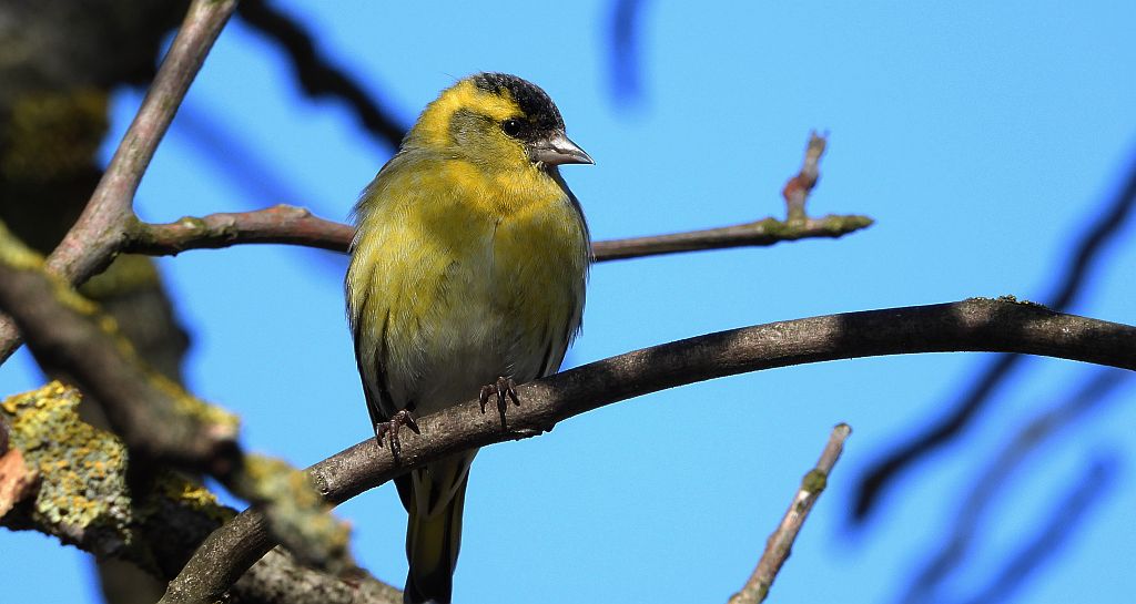 Czyż zwyczajny, czyż pospolity, czyżyk (Spinus spinus)