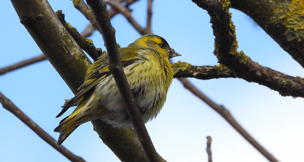 Czyż zwyczajny, czyż pospolity, czyżyk (Spinus spinus)